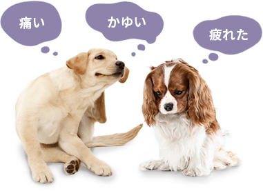 痒がる犬たちの画像