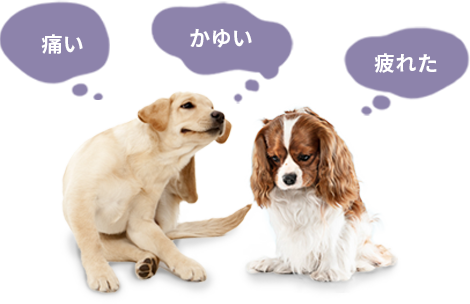 痒がる犬たちの画像