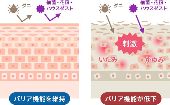 皮膚の正常なバリア機能とバリア機能が低下した場合の図