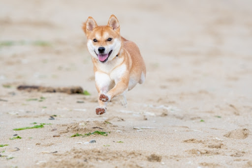 犬 皮膚病 オロナイン