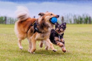 走って遊んでる犬