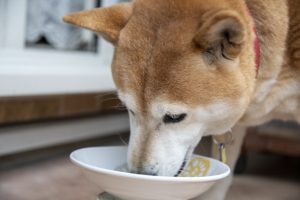 犬 皮膚病に良い食べ物