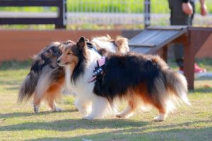 黒と白の犬