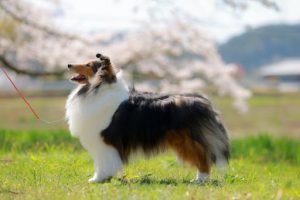 桜と犬